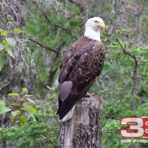 Eagle 1