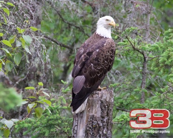 Eagle 1