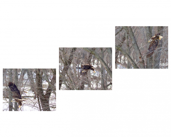 Eagle Triptych