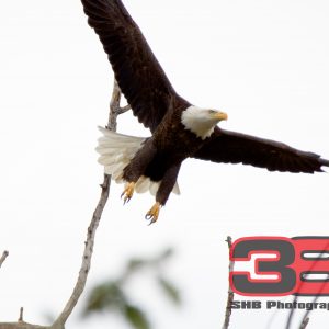 Eagle 11