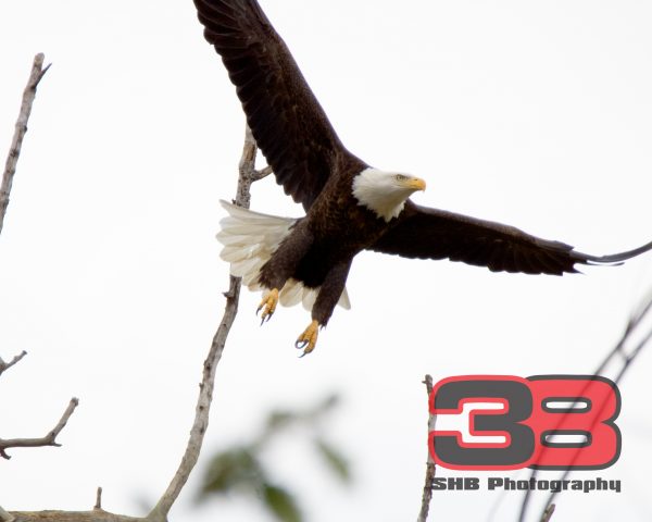 Eagle 11