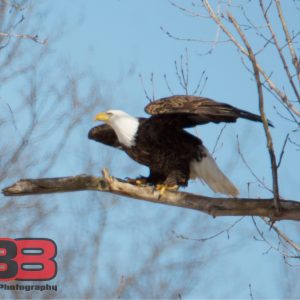 Eagle 2