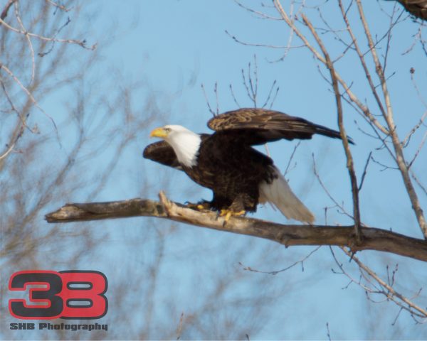 Eagle 2
