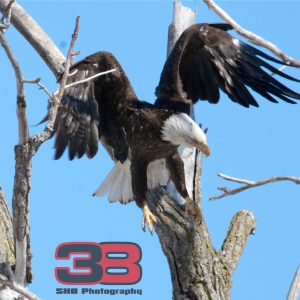 Eagle 3