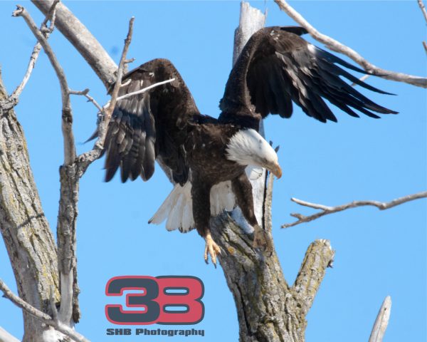 Eagle 3