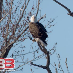Eagles: In Trees