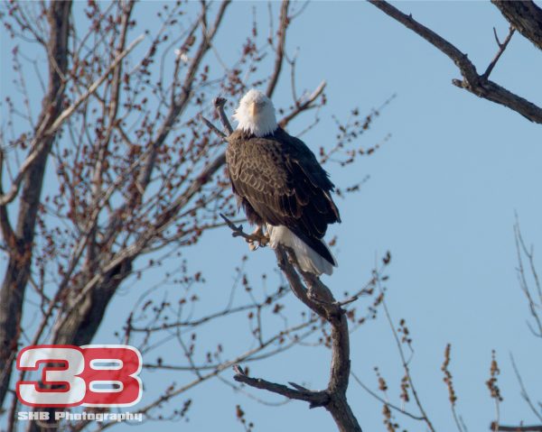 Eagle 4