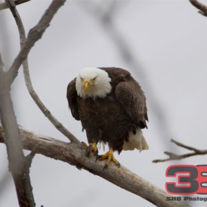 Eagle 5
