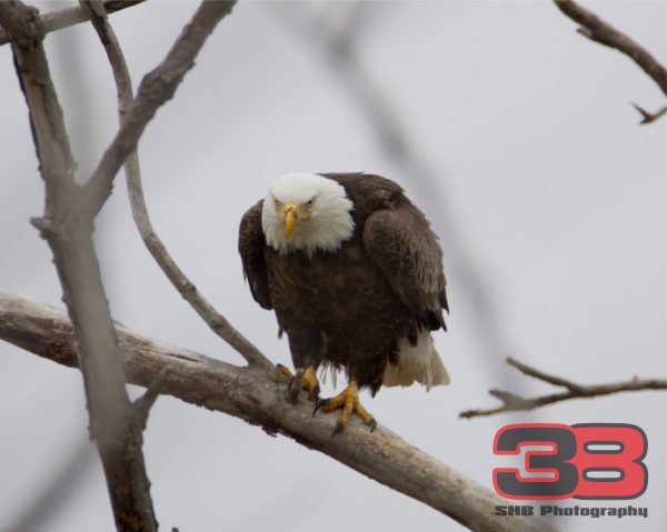 Eagle 5