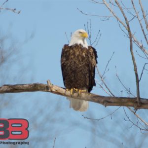 Eagle 6