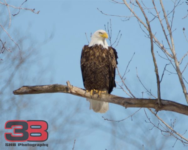 Eagle 6