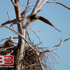 Eagle 7