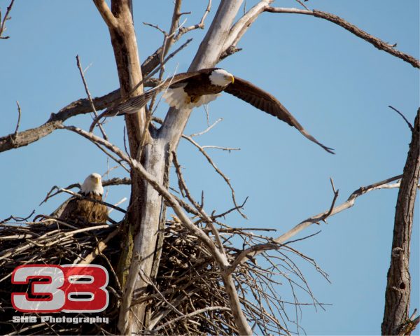 Eagle 7