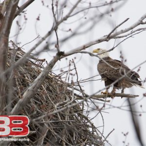 Eagle 8