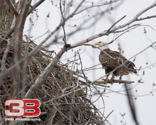 Eagle 8