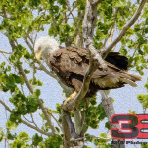 Eagle 9