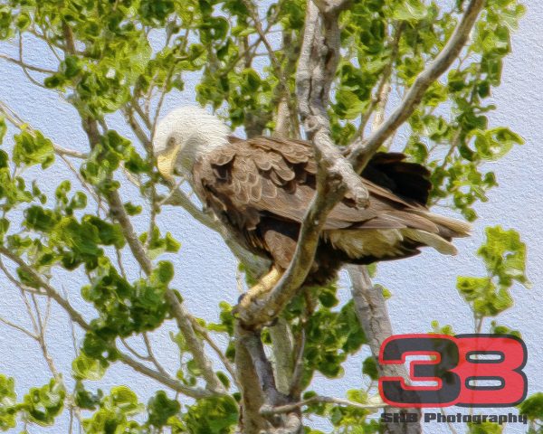 Eagle 9