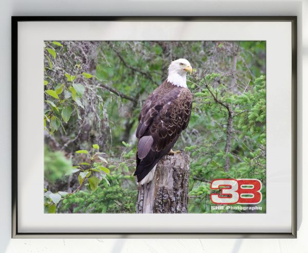 Eagle 1 - Image 2