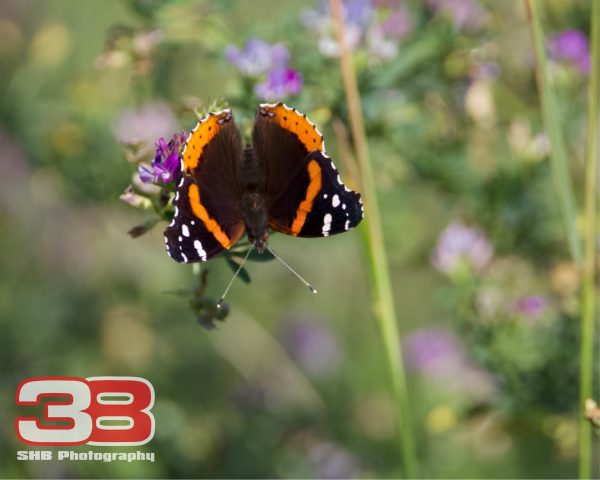 Nature 1