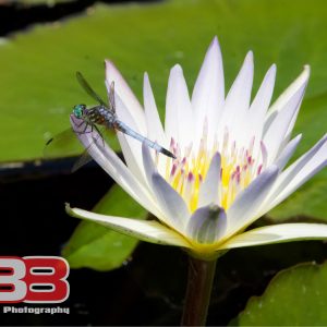 Flower 25