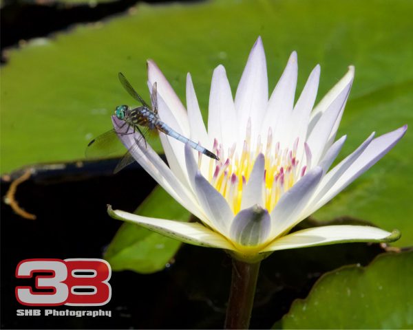 Flower 25