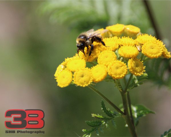 Nature 3