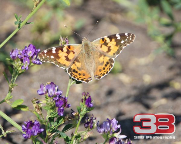 Nature 4