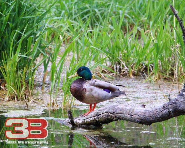 Nature 5