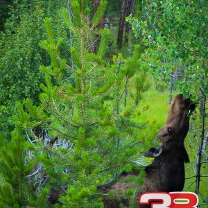 Nature 9