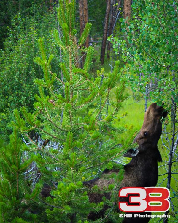 Nature 9