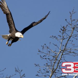 Eagles: In Flight