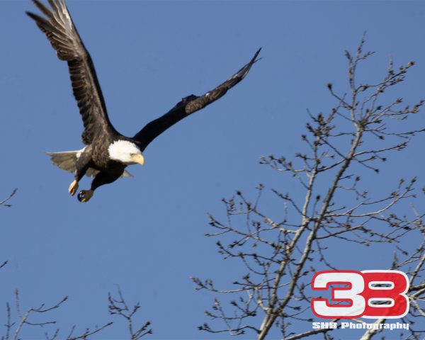 Eagle 12