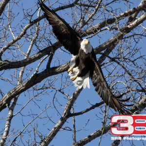 Eagle 13