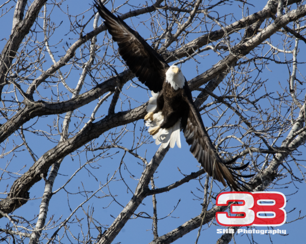 Eagle 13