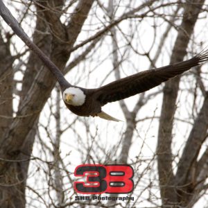 Eagle 14