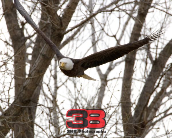 Eagle 14