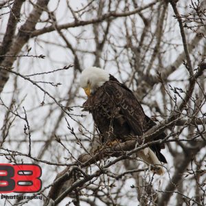Eagle 15