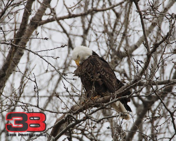 Eagle 15