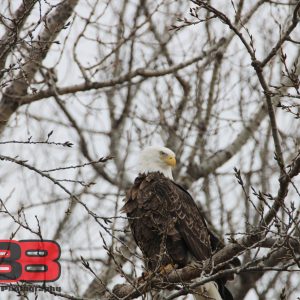 Eagle 16
