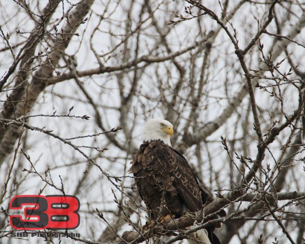 Eagle 16