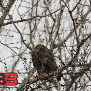 Eagle 17