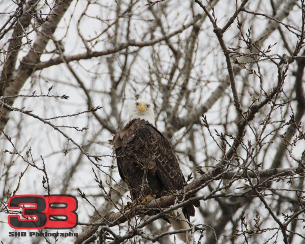 Eagle 17