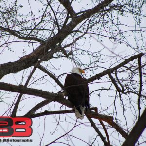 Eagle 18