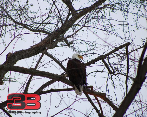 Eagle 18