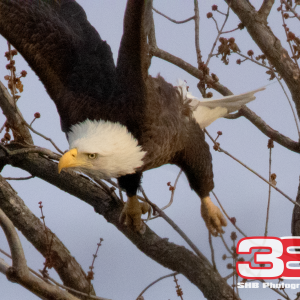 Eagle 19