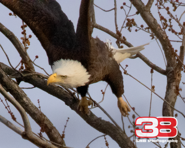 Eagle 19