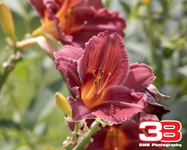 Flower 1