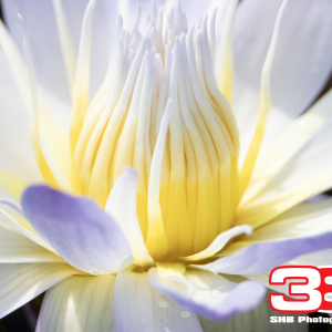 Flower 10