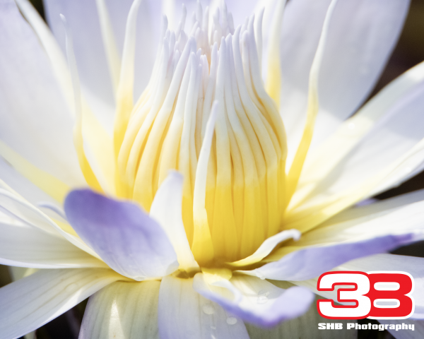 Flower 10