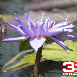Flower 11